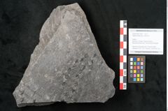 Foto (Objekt + Etikett) von Sigillaria alternaus Lindl. et H. (NHMW-GEO-2024-0188-11050)
